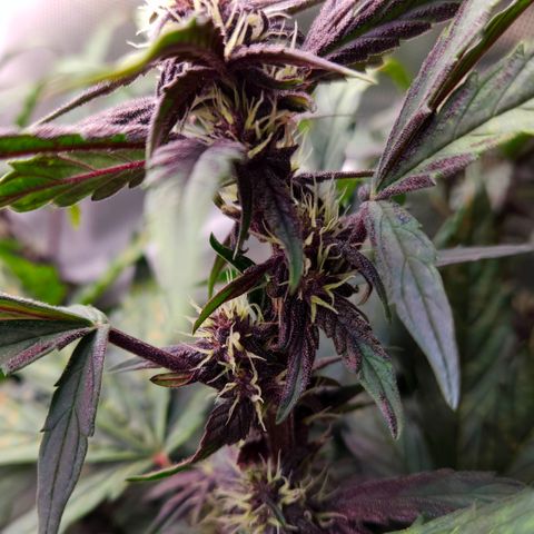 RedPure CBD Auto #4 growlog timeline photo