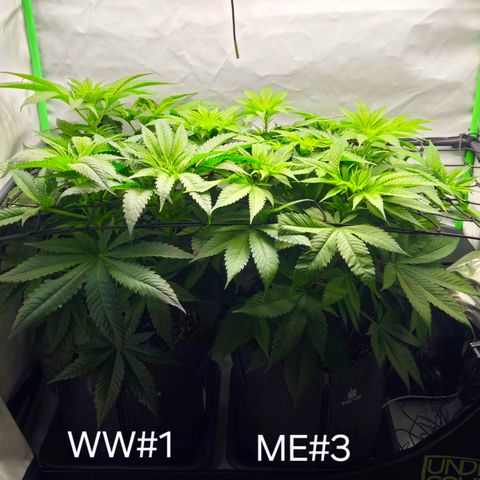 White Widow #1 growlog timeline photo
