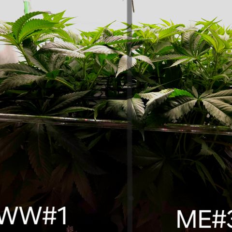 White Widow #1 growlog timeline photo