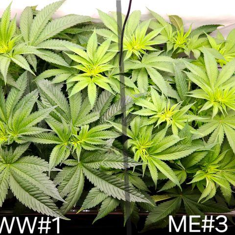 White Widow #1 growlog timeline photo