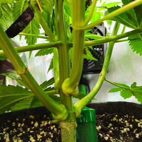 White Widow #1 growlog timeline photo