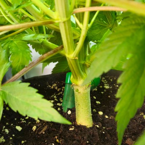 Mimosa Evo #3 growlog timeline photo