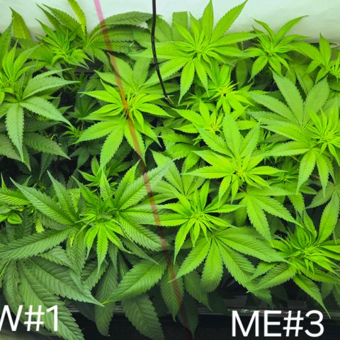 White Widow #1 growlog timeline photo