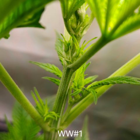 White Widow #1 growlog timeline photo