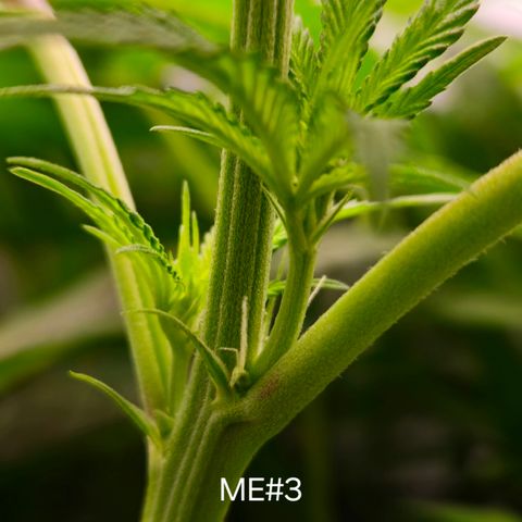Mimosa Evo #3 growlog timeline photo