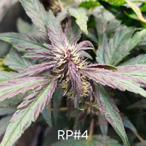 RedPure CBD Auto #4 growlog timeline photo