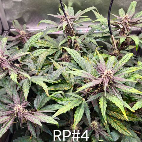 RedPure CBD Auto #4 growlog timeline photo