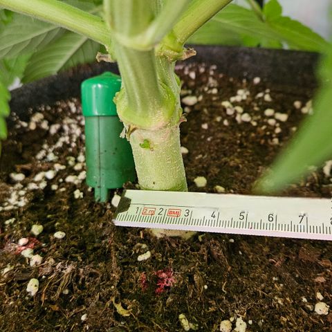 Mimosa Evo #3 growlog timeline photo