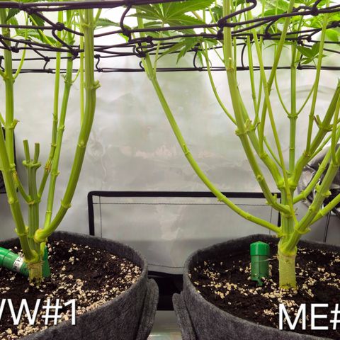 White Widow #1 growlog timeline photo