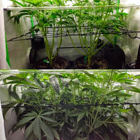 White Widow #1 growlog timeline photo