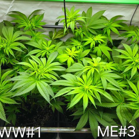 White Widow #1 growlog timeline photo