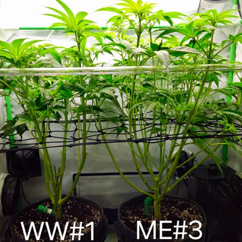 White Widow #1 growlog timeline photo