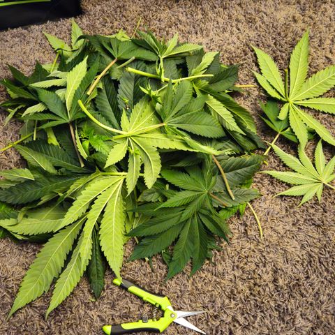 White Widow #1 growlog timeline photo