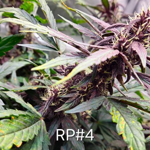 RedPure CBD Auto #4 growlog timeline photo