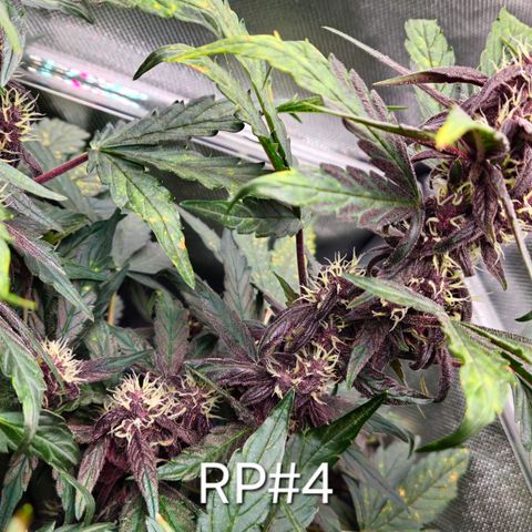 RedPure CBD Auto #4 growlog timeline photo