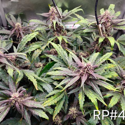 RedPure CBD Auto #4 growlog timeline photo