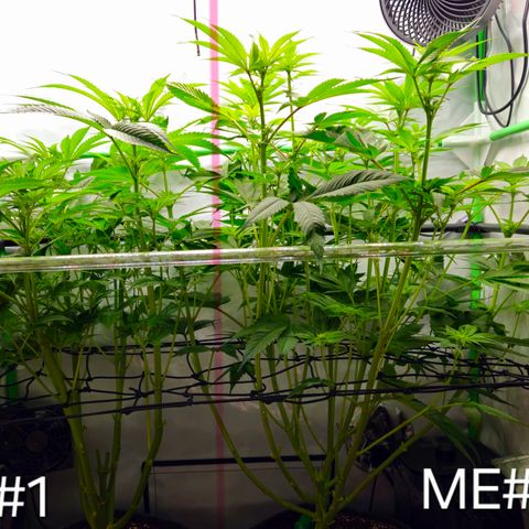 White Widow #1 growlog timeline photo