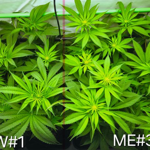 White Widow #1 growlog timeline photo