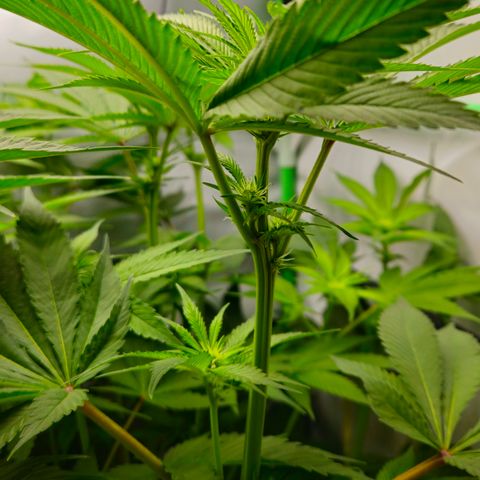 Mimosa Evo #3 growlog timeline photo