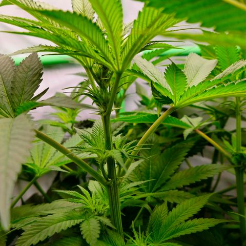 White Widow #1 growlog timeline photo