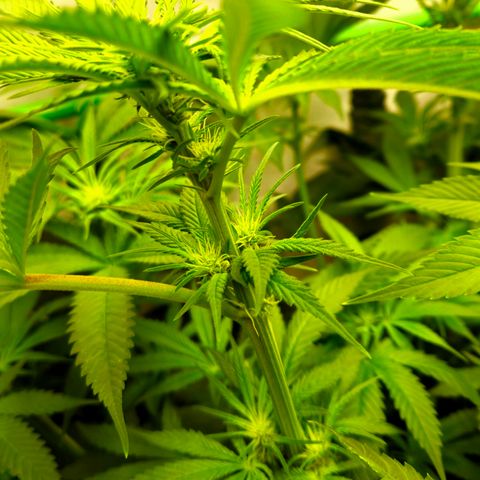 White Widow #1 growlog timeline photo