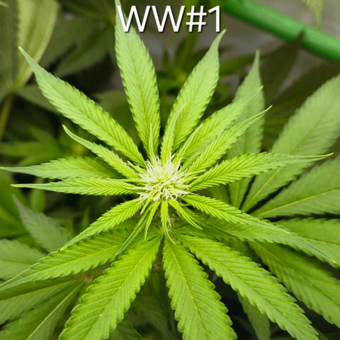 White Widow #1 growlog timeline photo
