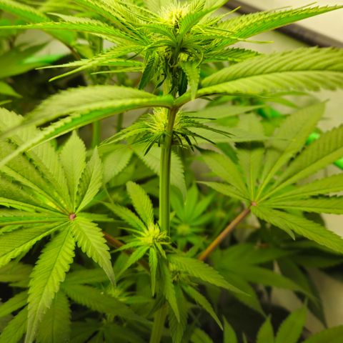 Mimosa Evo #3 growlog timeline photo