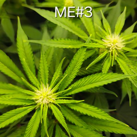 Mimosa Evo #3 growlog timeline photo
