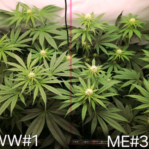 White Widow #1 growlog timeline photo