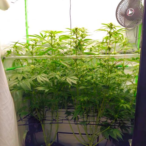 White Widow #1 growlog timeline photo