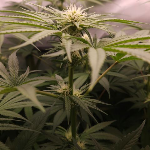 White Widow #1 growlog timeline photo