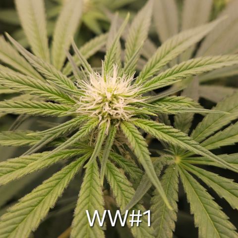 White Widow #1 growlog timeline photo