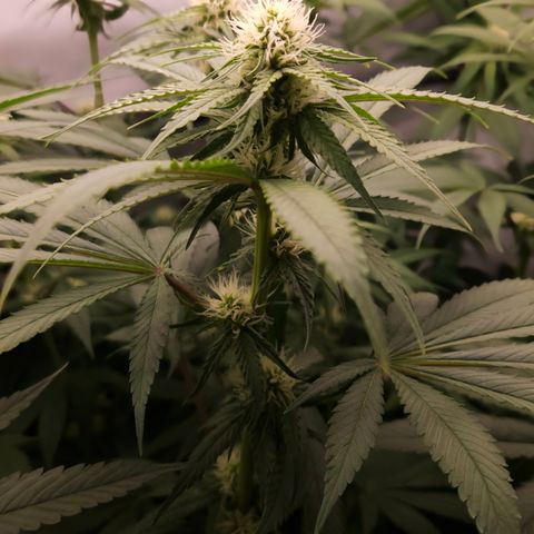 Mimosa Evo #3 growlog timeline photo