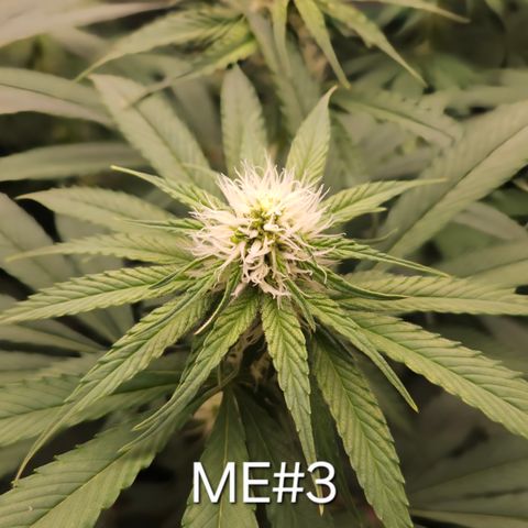 Mimosa Evo #3 growlog timeline photo