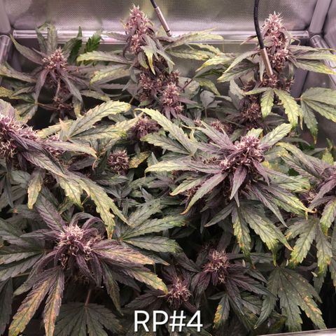 RedPure CBD Auto #4 growlog timeline photo