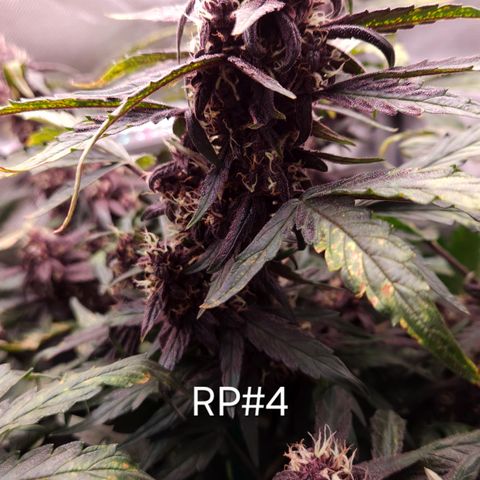 RedPure CBD Auto #4 growlog timeline photo