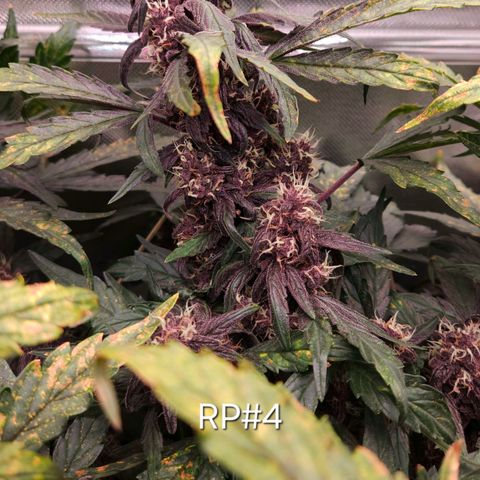 RedPure CBD Auto #4 growlog timeline photo