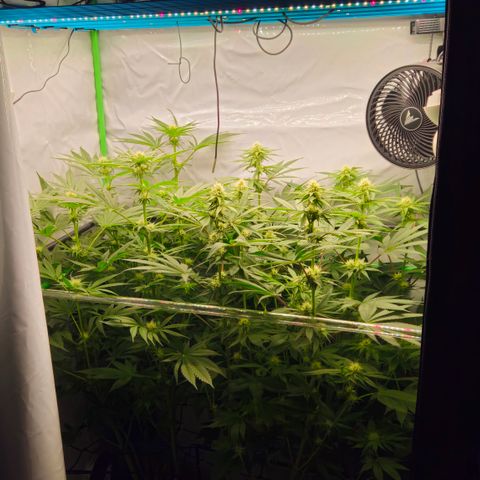 White Widow #1 growlog timeline photo