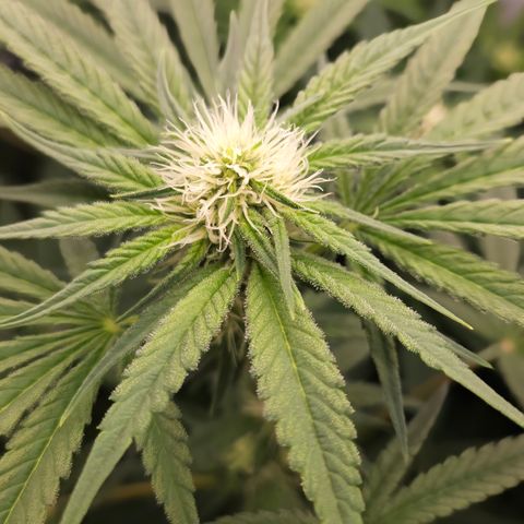White Widow #1 growlog timeline photo