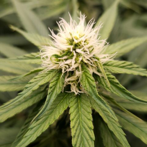 Mimosa Evo #3 growlog timeline photo