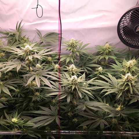 White Widow #1 growlog timeline photo