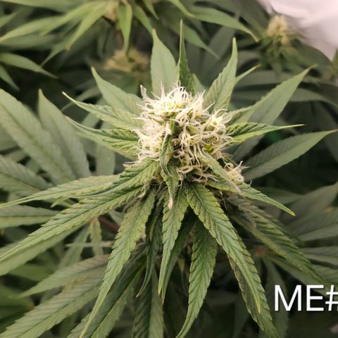 Mimosa Evo #3 growlog timeline photo