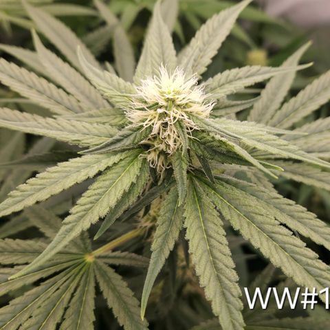 White Widow #1 growlog timeline photo