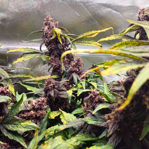 RedPure CBD Auto #4 growlog timeline photo