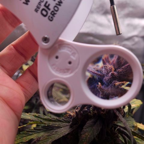 RedPure CBD Auto #4 growlog timeline photo
