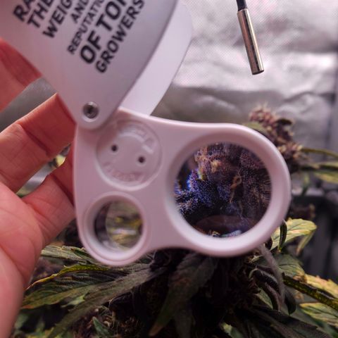 RedPure CBD Auto #4 growlog timeline photo