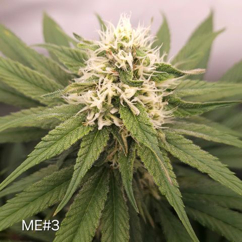Mimosa Evo #3 growlog timeline photo
