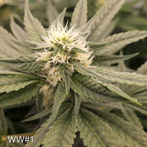 White Widow #1 growlog timeline photo