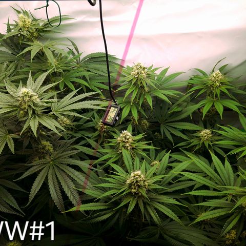 White Widow #1 growlog timeline photo