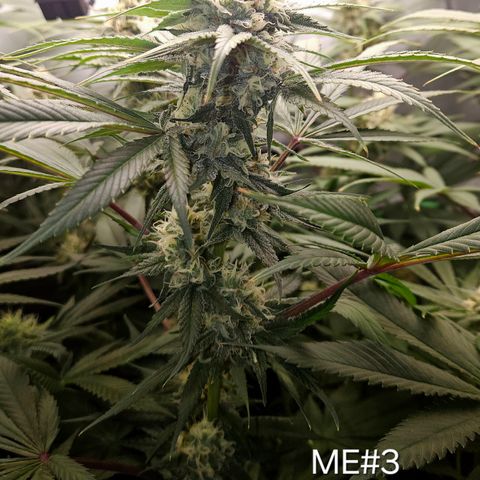 Mimosa Evo #3 growlog timeline photo